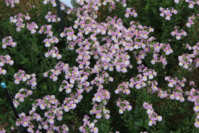 Nemesia Aromance Pinkjpg